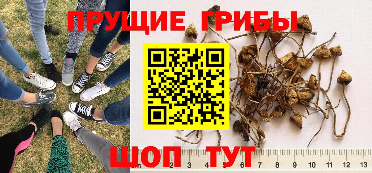 Галлюциногенные грибы MAGIC MUSHROOMS Знаменск